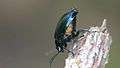 File:Agelastica alni - 2014-05-26.webm