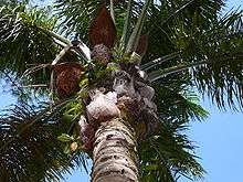 A view of the crown of a palm tree from below. Dark green leaves emerge in a radial pattern from the trunk of the tree, above old, dried leaf bases from which the leaves have been cut off. Small ferns grow on them, wedged between the old leaf bases and the trunk of the palm. Between the dried leaf bases and the green leaves there are several brown inflorescences, each of which lies below a reddish-brown bract which is larger than the inflorescence.