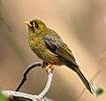 Bell Miner2.jpg