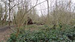 Big Wood, Sutton