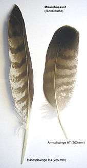 Two feathers, barred light and dark brown, lie next to each other. One is long and pointed, the other shorter and rounder.