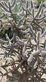 Cholla cactus at the El Paso Museum of Archaeology.