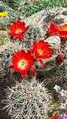 Claret cup cactus and desert flowers in bloom.