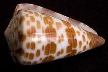 Conus tessulatus specimen from La Pas, Baja California Sur, Mexico.