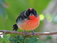 Crimson-breasted FinchRWD12b.jpg