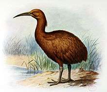 drawing of red rail