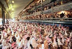 Free-range hens.