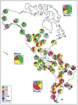 Codes for populations are as follow: North America: 1 = Chukchy, 2 = Eskimos ; 3 = Inuit (collected from the HvrBase database ; 4 = Aleuts ; 5 = Athapaskan ; 6 = Haida ; 7 = Apache, 8 = Bella Coola ; 9 = Navajo ; 10 = Sioux, 11 = Chippewa, 12 = Nuu-Chah-Nult ; 13 = Cheyenne ; 14 = Muskogean populations ; 15 = Cheyenne-Arapaho ; 16 = Yakima ; 17 = Stillwell Cherokee ; Meso-America: 18 = Pima ; 19 = Mexico ; 20 = Quiche ; 21 = Cuba ; 22 = El Salvador ; 23 = Huetar ; 24 = Emberá ; 25 = Kuna ; 26 = Ngöbé ; 27 = Wounan ; South America: 28 = Guahibo ; 29 = Yanomamo from Venezuela ; 30 = Gaviao ; 31 = Yanomamo from Venezuela and Brazil ; 32 = Colombia ; 33 = Ecuador (general population), 34 = Cayapa ; 35 = Xavante ; 36 = North Brazil ; 37 = Brazil ; 38 = Curiau ; 39 = Zoró ; 40 = Ignaciano, 41 = Yuracare ; 42 = Ayoreo ; 43 = Araucarians ; 44 = Pehuenche, 45 = Mapuche from Chile ; 46 = Coyas ; 47 = Tacuarembó ; 48 = Uruguay ; 49 = Mapuches from Argentina ; 50 = Yaghan