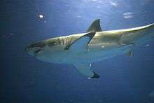 Photo of shark