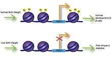 PDX1 is an essential transcription factor for proper development and function of pancreatic beta cells. Poor maternal nutrition is linked to intrauterine growth restriction (IUGR) and low birth weight, and can result in decreased expression of PDX1 through decreased histone acetylation at the PDX1 proximal promoter. Reduced expression of PDX1 may result in improper formation of beta cells and increase the risk of type-2 diabetes in the offspring.