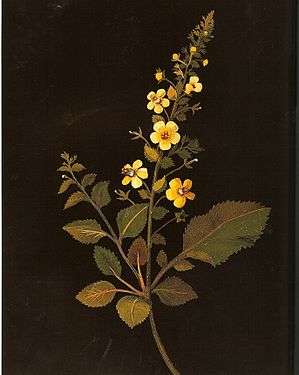 Mary Delany06.jpg