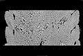 Micro-CT braided polymer rope 2D lateral view.jpg