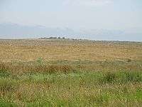 A seeded field