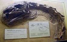 Photograph of the skull in side view, with a partial neck composed of seven vertebrae extending from it, seemingly articulated. However, the vertebrae are at a right angle, i.e. their neural spines point to what is to the left for the skull. Among each other they are articulated, forming a 110° curve, which the cervical ribs follow. Next to the fossil are explanatory signs, including a schematic drawing showing the skull openings and giving their names. The name shown is Plateosaurus quenstedti, a junior synonym of P. engelhardti.
