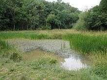 Aversley Wood