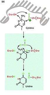 Potential mechanism