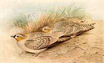 Crowned sandgrouse