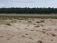 marsh with pine trees in the background