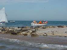 seals on sea-washed sand