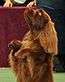 "A brown dog is standing with its front two paws in the air."