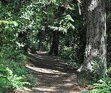 An unpaved path runs through a sun-dappled forest. Ferns and other understory plants grow thickly on both sides of the path, beneath trees. Along the right edge of the path are three trees, separated from one another by about 30 feet (9.1 m), with trunks of about 2 feet (0.6 m) in diameter. Only the bottom few feet of the trunks are visible.