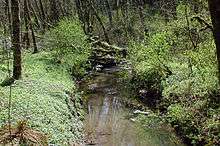 A stream no more than 10 feet (3.0 m) wide meanders through a second-growth forest.