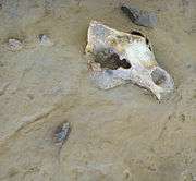 copy of Cave bear fossil from cave floor ( Musée de Préhistoire,Tautavel)