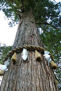 Yuki Shrine - giant Sugi.jpg